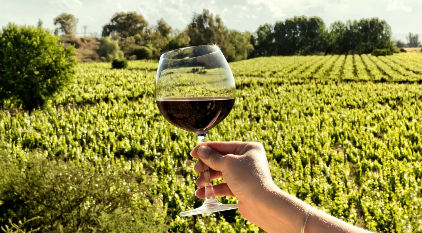 A glass of red wine held up against rows of bush-trained vines in afternoon light