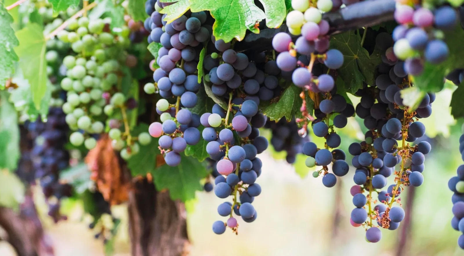 Dark red wine grapes ripening on the vine beside a cluster still turning colour
