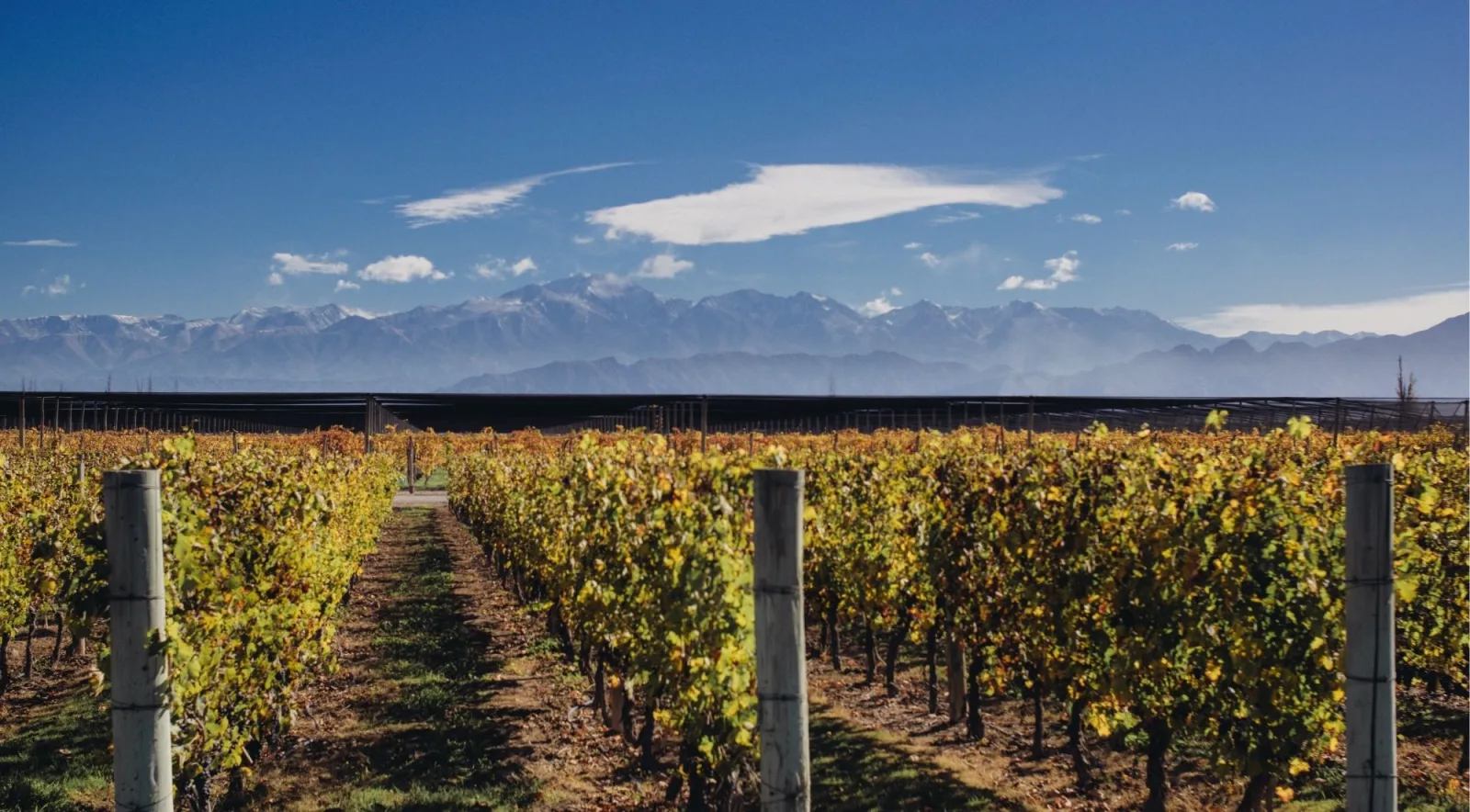 Autumn vineyard rows running toward the snow-dusted Andes under black hail netting