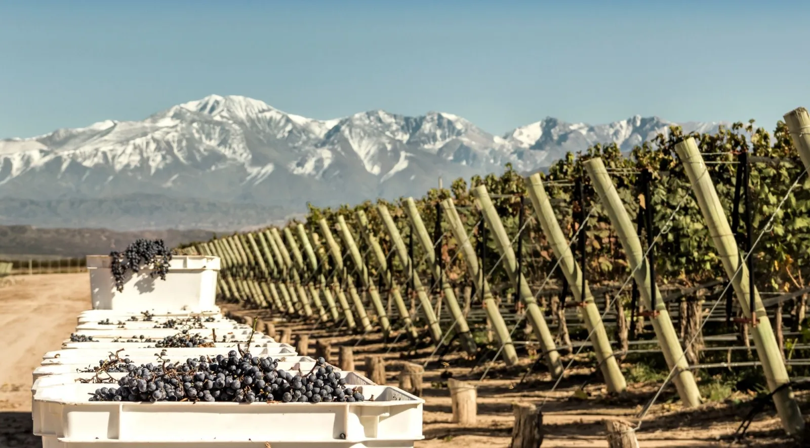 Crates of freshly picked dark grapes at the end of a vineyard row below snow-capped Andean peaks