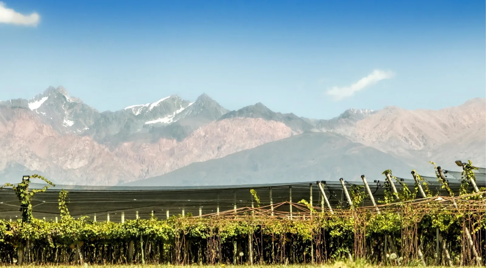 Vineyard under protective netting with the jagged Cordón del Plata range rising behind