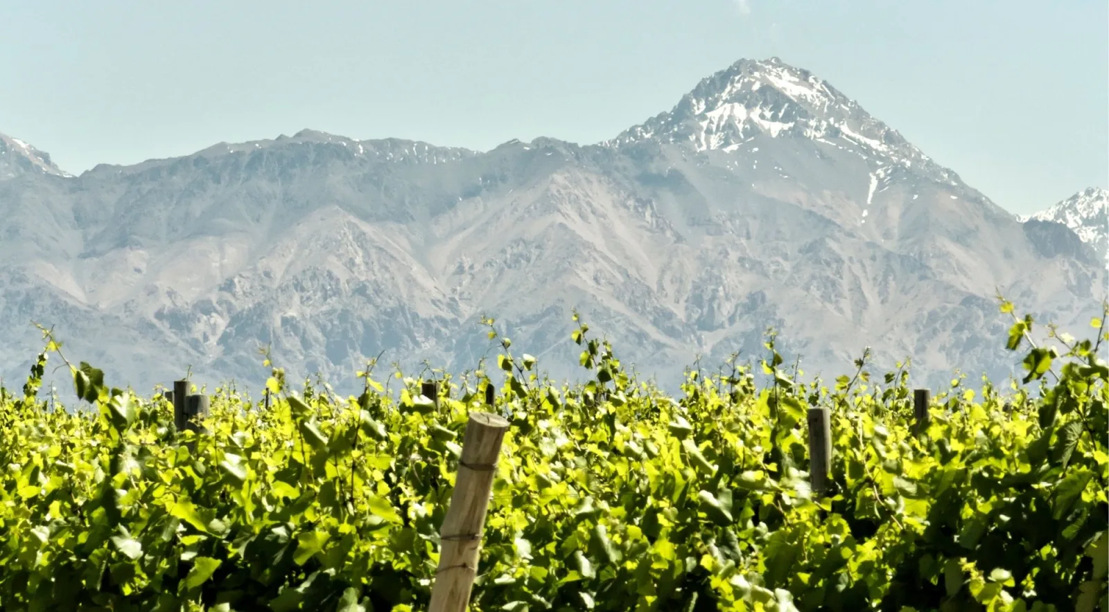 Bright green vine canopy in the foreground with a snow-topped Andean peak filling the sky