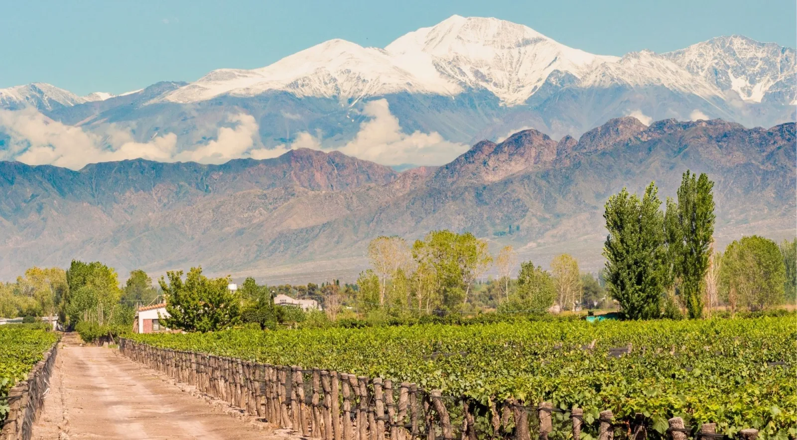 Old head-trained vines lining a dirt track with poplars and a snow-covered mountain range beyond