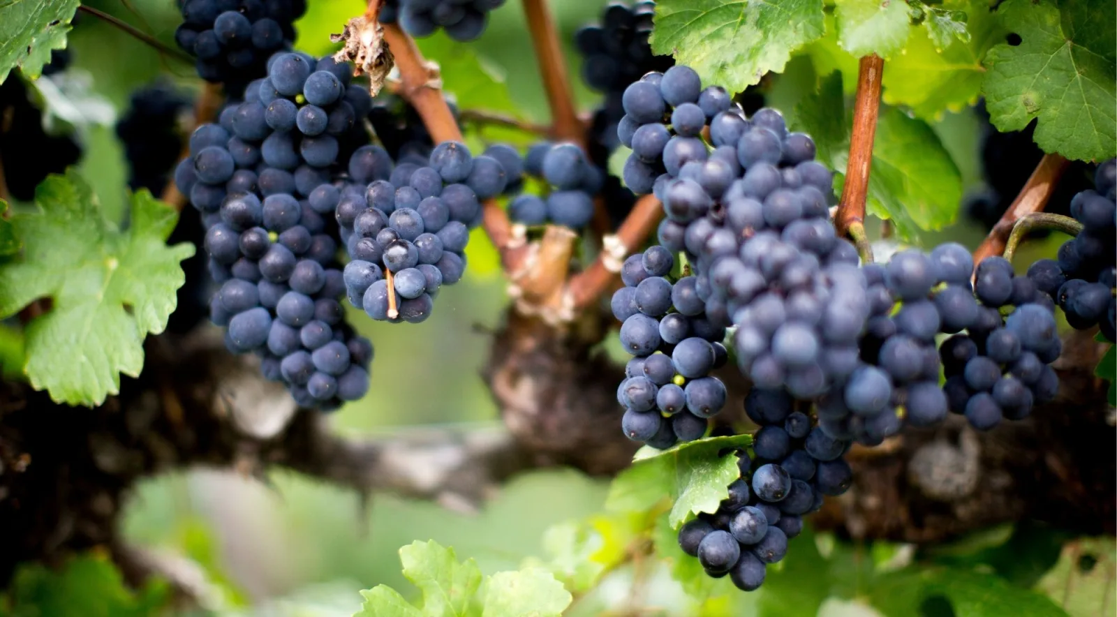 Close view of dark blue-black wine grapes hanging in clusters among green vine leaves