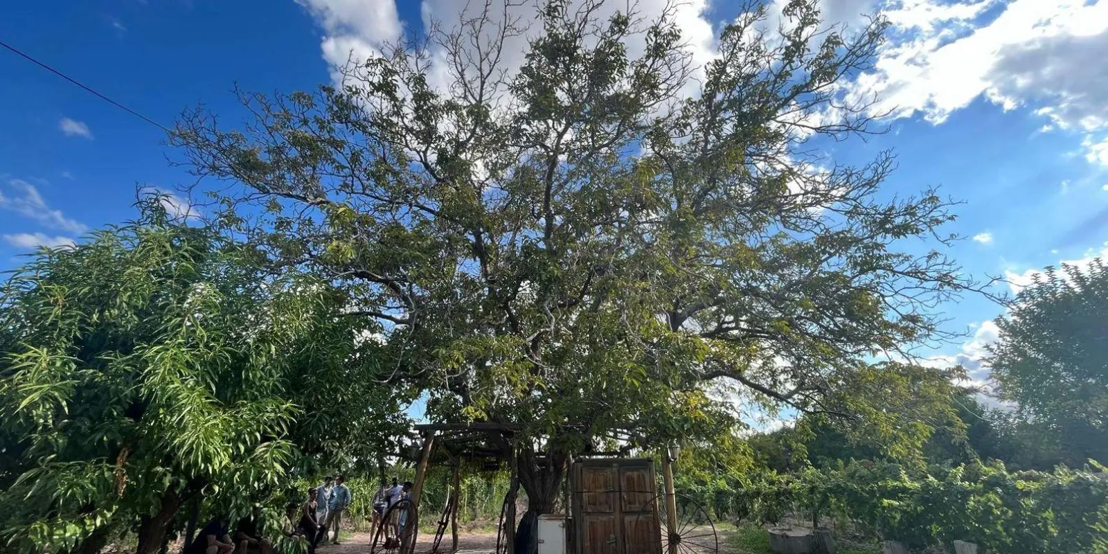 From Mendoza: 3 Wineries, Olive Oil Factory Tour & Tasting — photo 1