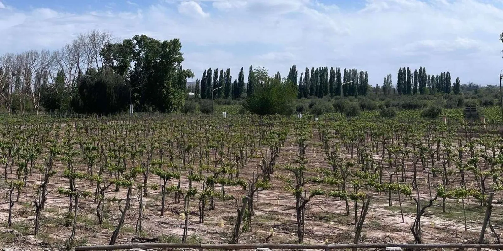 From Mendoza: 3 Wineries, Olive Oil Factory Tour & Tasting — photo 3
