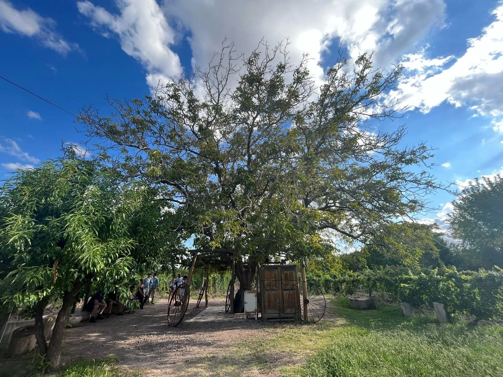 From Mendoza: 3 Wineries, Olive Oil Factory Tour & Tasting