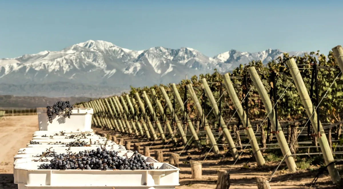 Malbec grapes and a glass of Argentine Malbec in a Mendoza vineyard at the foot of the Andes