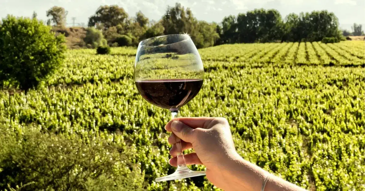 A glass of red wine held up over green vineyard rows near Mendoza