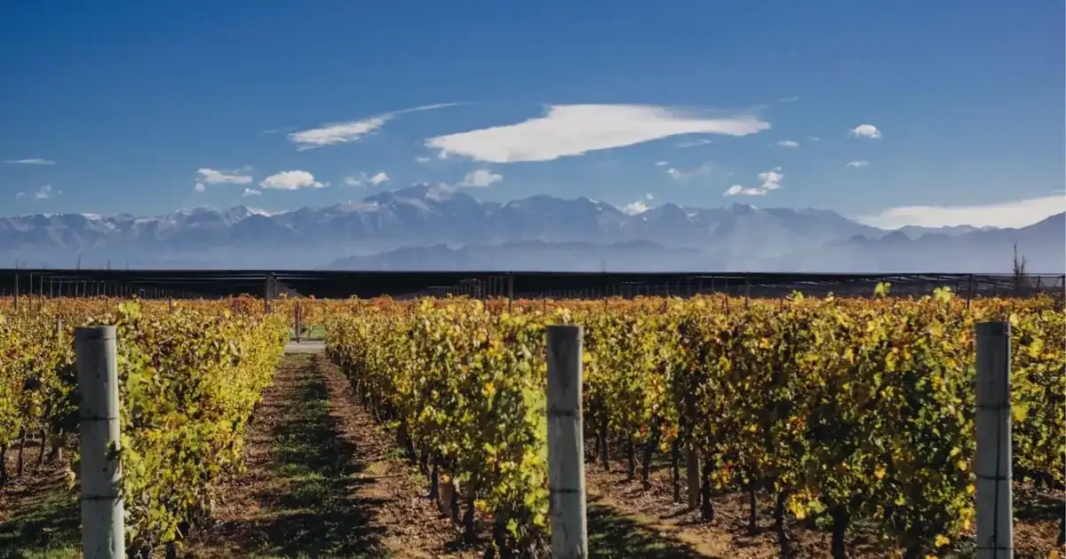 Autumn vineyard rows in the Uco Valley with the snow-dusted Andes behind