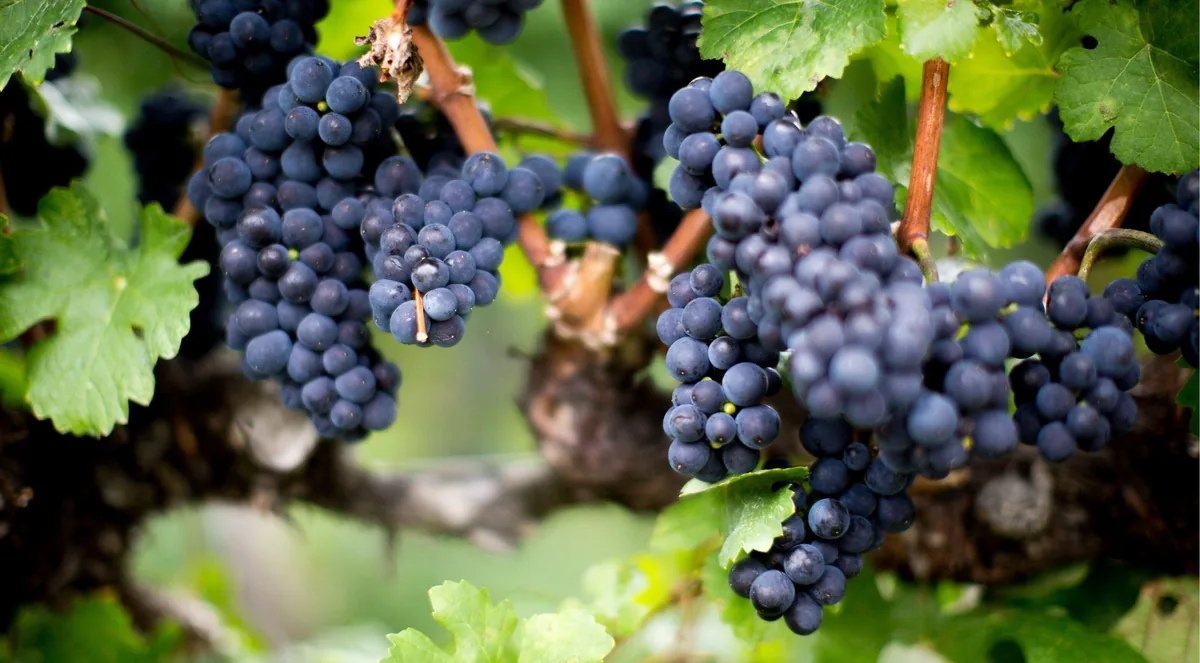 Ripe dark grape bunches hanging on the vine at a Mendoza winery